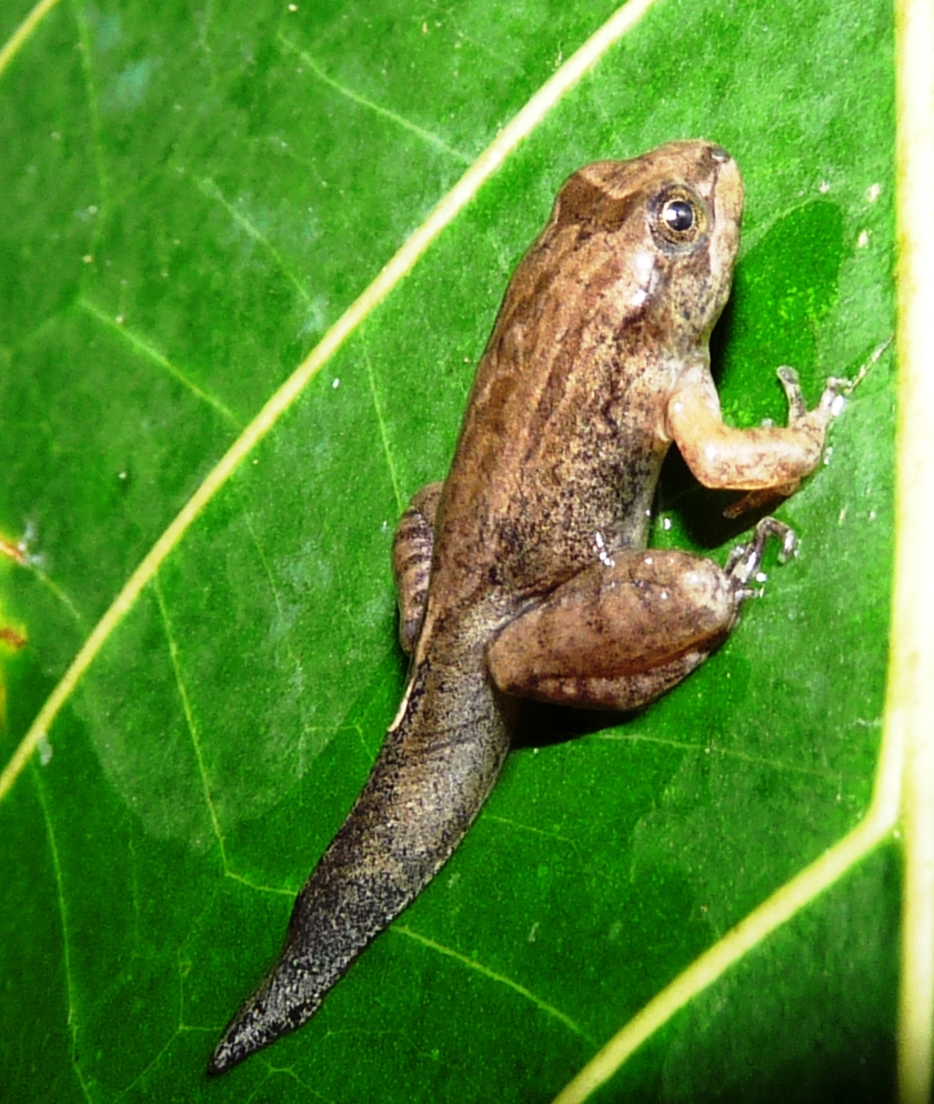 Leptodactylus colombiensis
