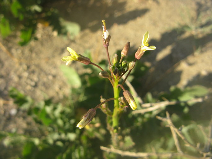 Brassica tournefortii