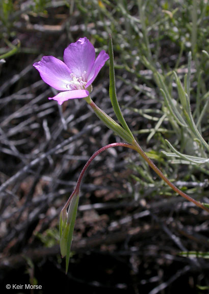 Clarkia lassenensis