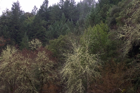 mixed evergreen forest