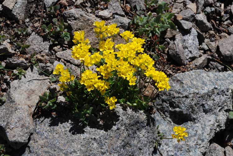 Draba sp.