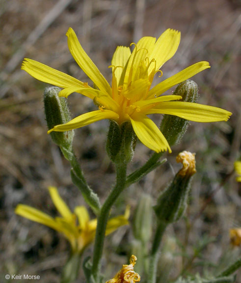 Crepis bakeri