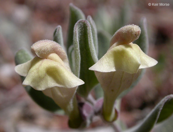 Scutellaria holmgreniorum