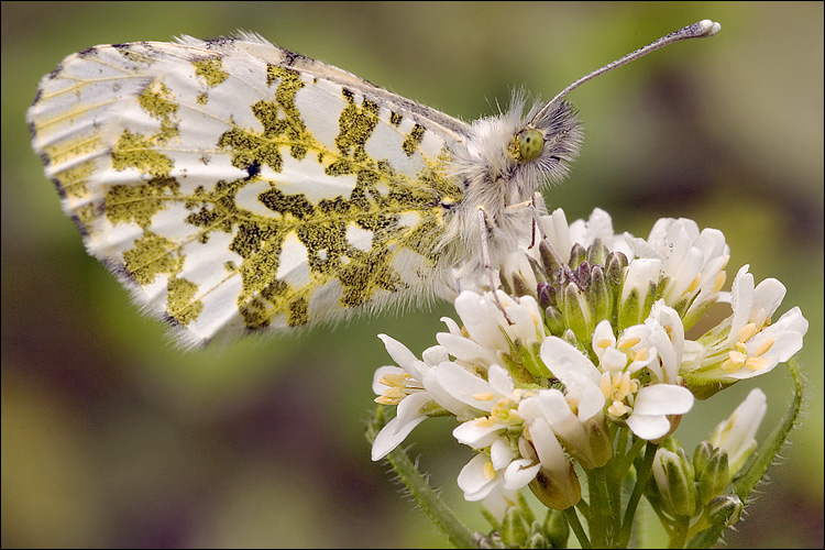 Arabis hirsuta