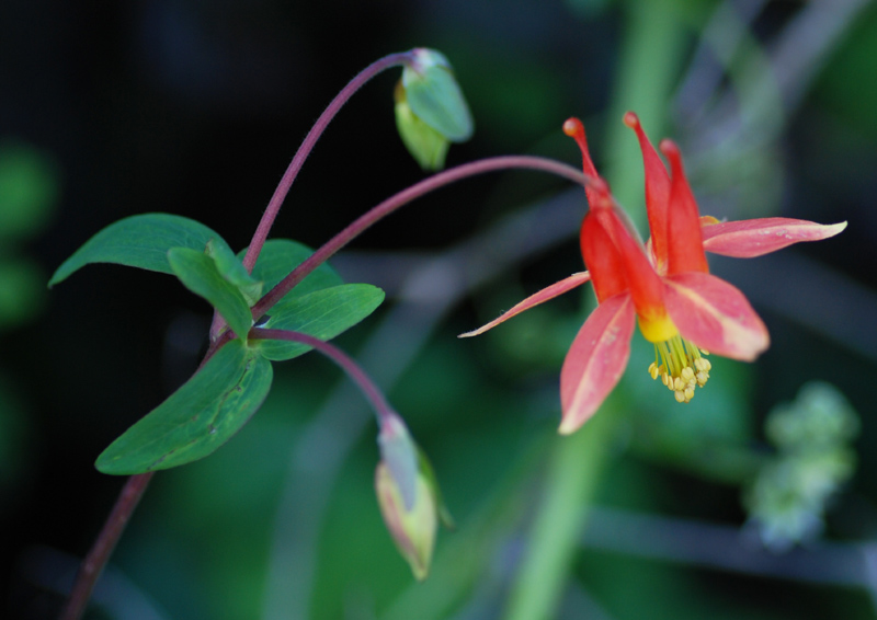 Aquilegia formosa