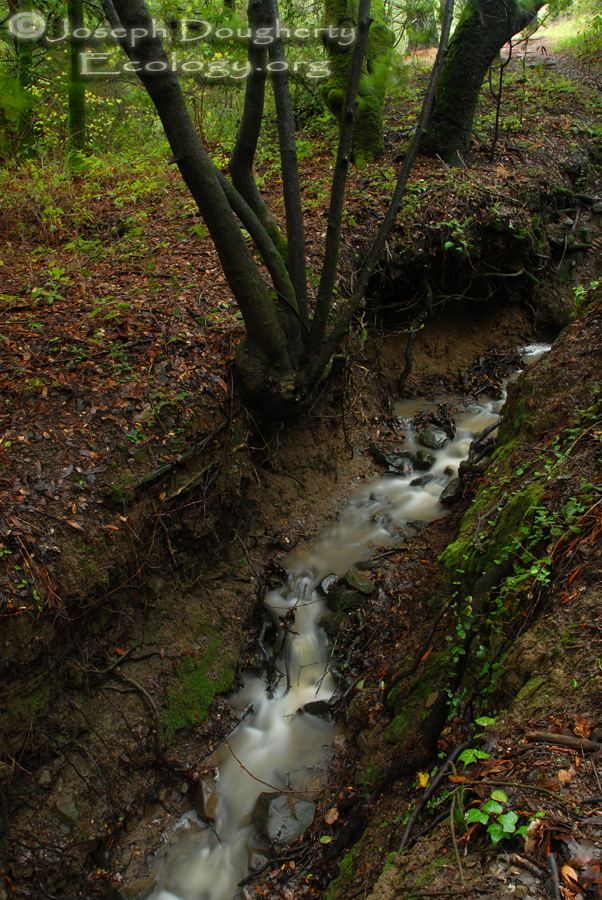 Transient stream after winter rainfall in the Oakland hills.
