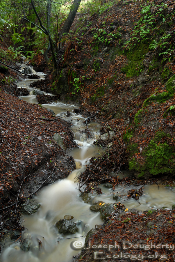 Transient stream after winter rainfall in the Oakland hills.