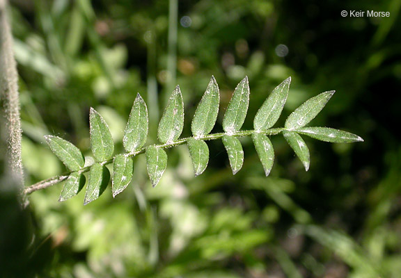 Polemonium occidentale ssp. occidentale