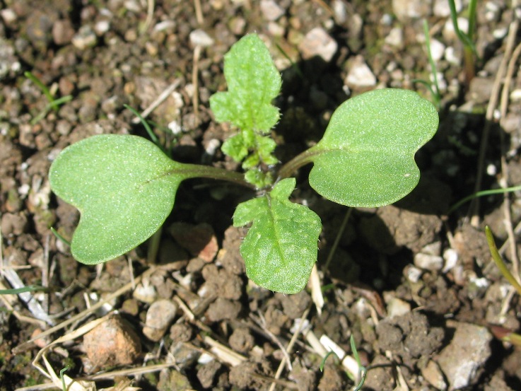 Brassica nigra Brassica nigra