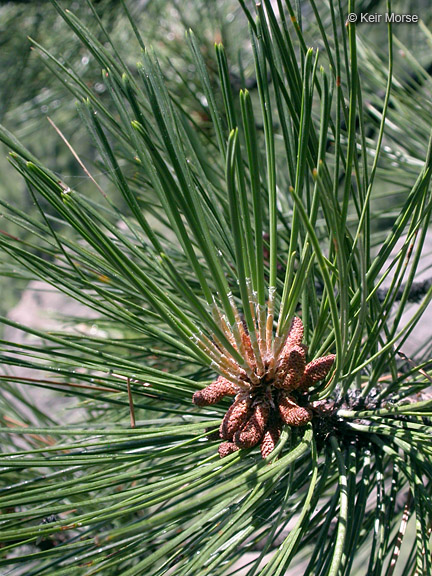 Pinus ponderosa