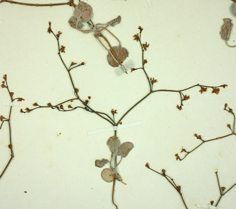 Eriogonum bifurcatum