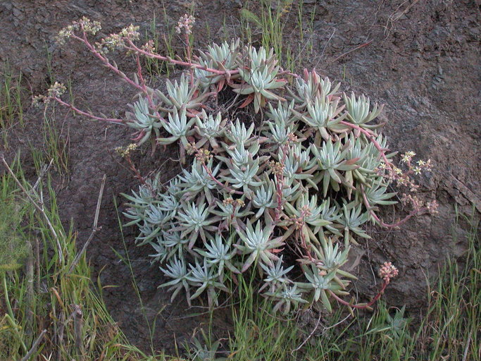 Dudleya virens ssp. hassei
