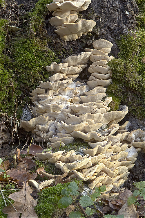 Trametes pubescens