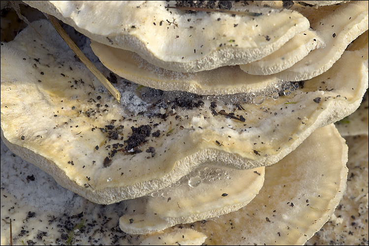 Trametes pubescens