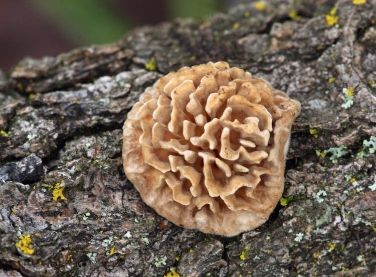 Schizopora paradoxa Schizopora paradoxa