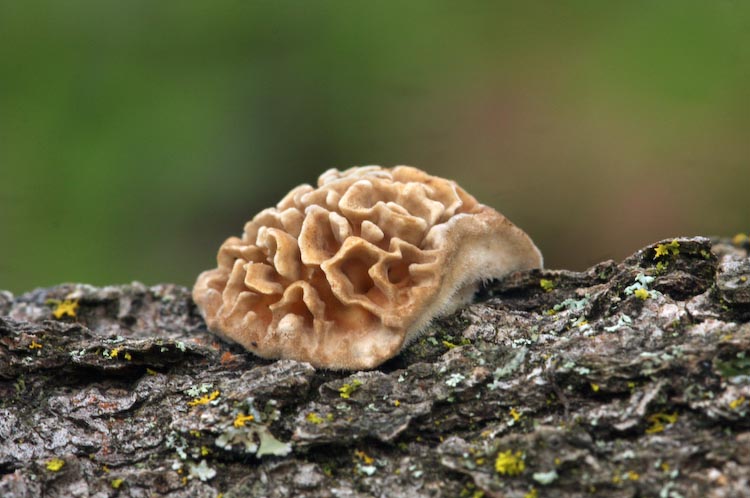 Schizopora paradoxa Schizopora paradoxa