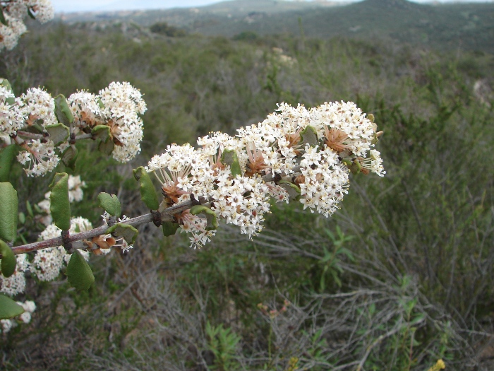 Ceanothus crassifolius