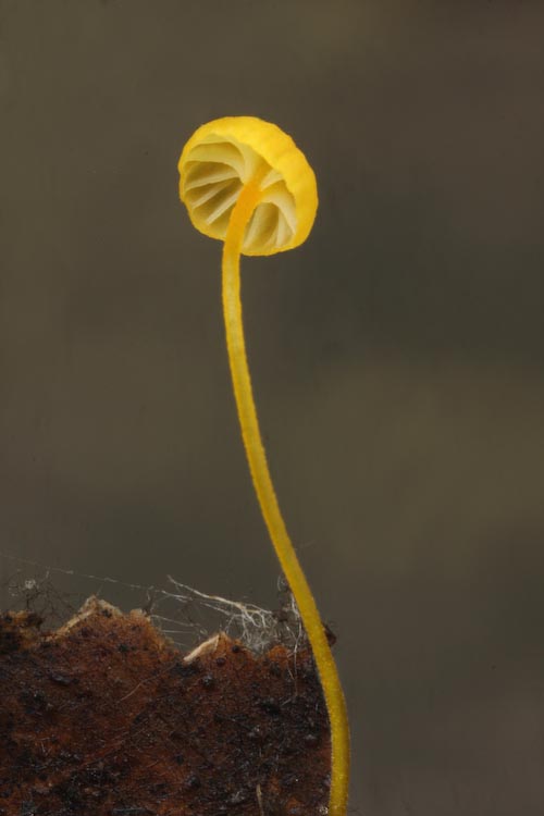 Mycena oregonensis