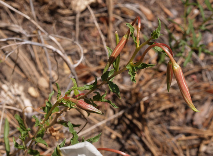 Oenothera pallida ssp. pallida