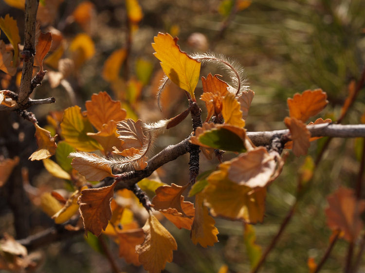 Cercocarpus montanus Cercocarpus montanus