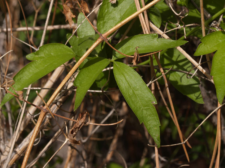 Clematis ligusticifolia