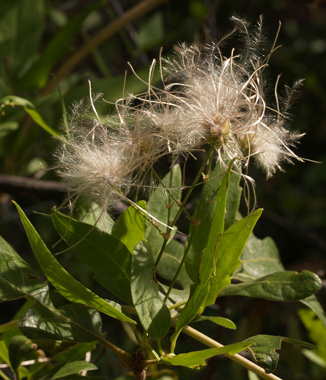 Clematis ligusticifolia Clematis ligusticifolia