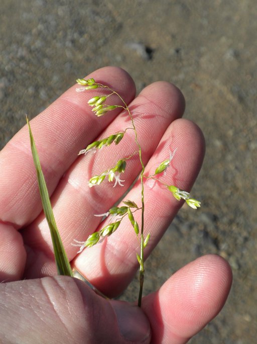 Anthoxanthum occidentale Anthoxanthum occidentale