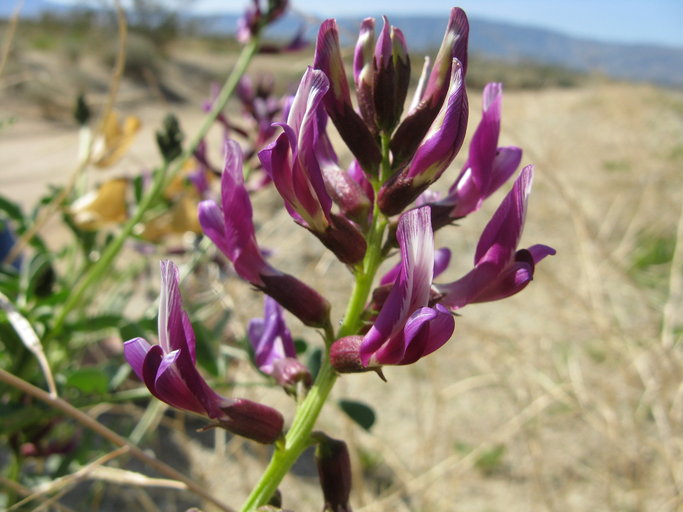 Astragalus crotalariae