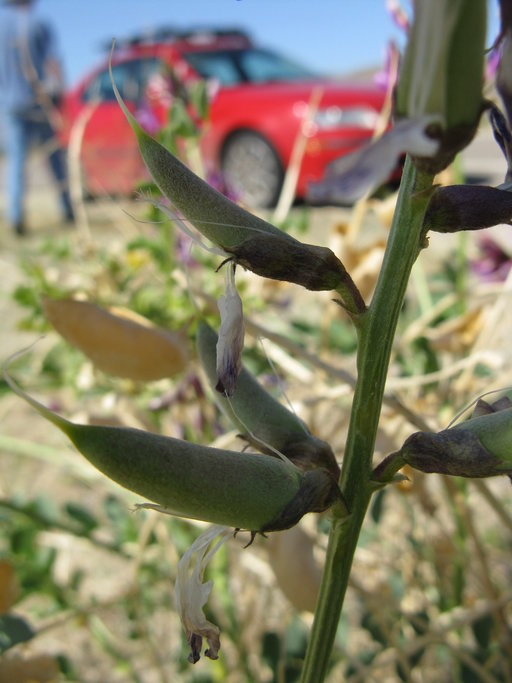 Astragalus crotalariae