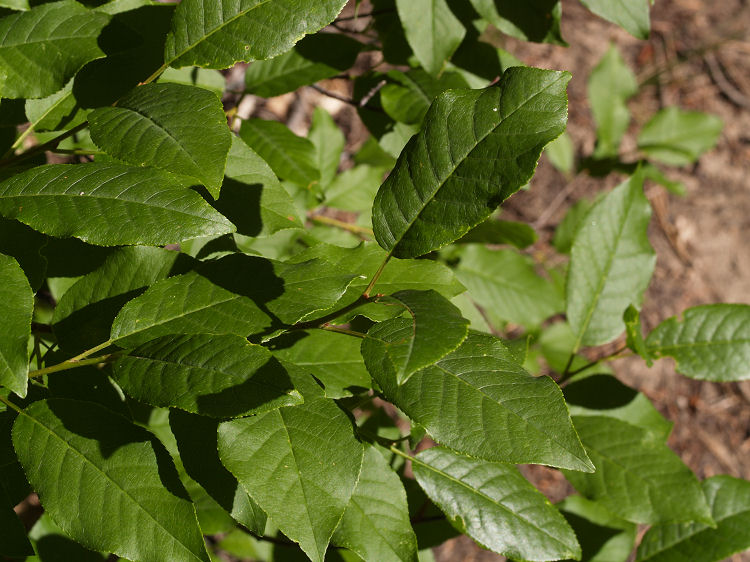 CalPhotos: Prunus virginiana var. melanocarpa; Black Chokecherry