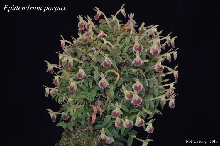 Epidendrum porpax Epidendrum porpax
