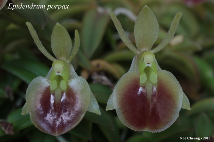 Epidendrum porpax Epidendrum porpax