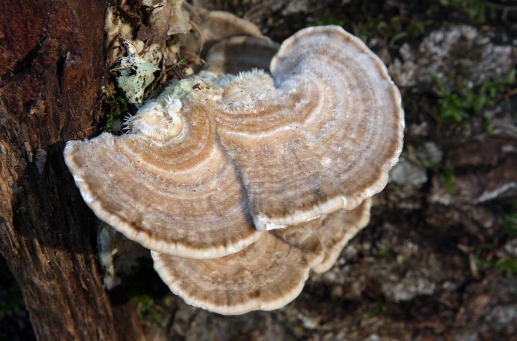 Lenzites betulina Lenzites betulina