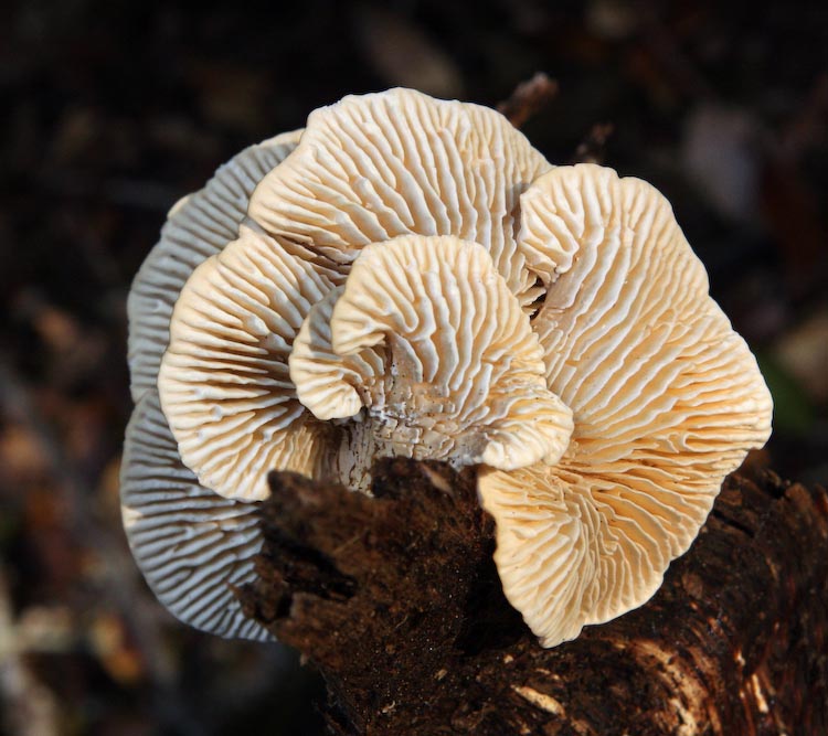 Lenzites betulina Lenzites betulina
