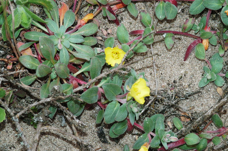 Camissoniopsis cheiranthifolia ssp. cheiranthifolia