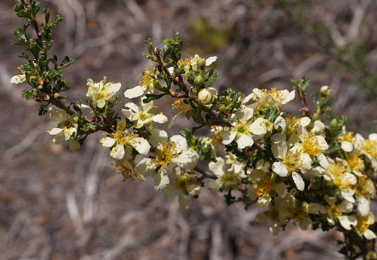 Purshia stansburiana Purshia stansburiana