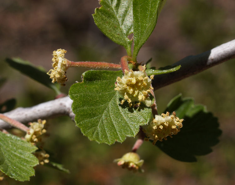 Cercocarpus montanus Cercocarpus montanus