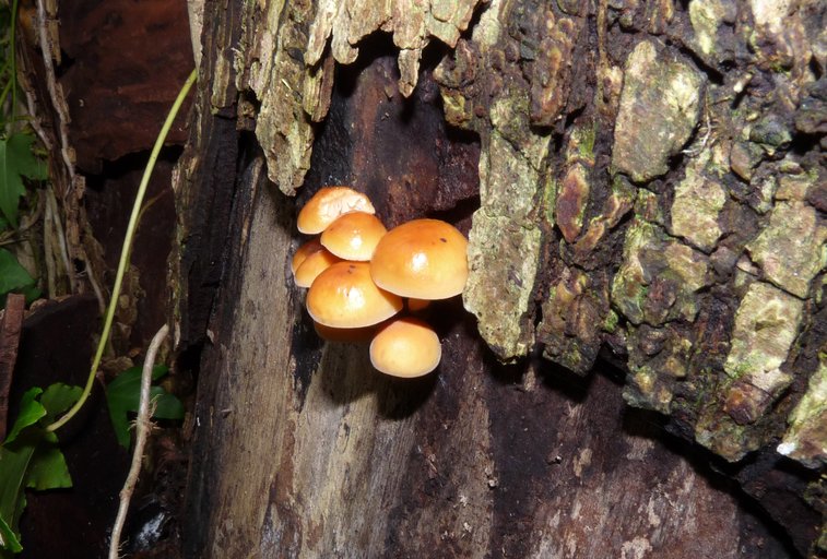 Flammulina velutipes Flammulina velutipes