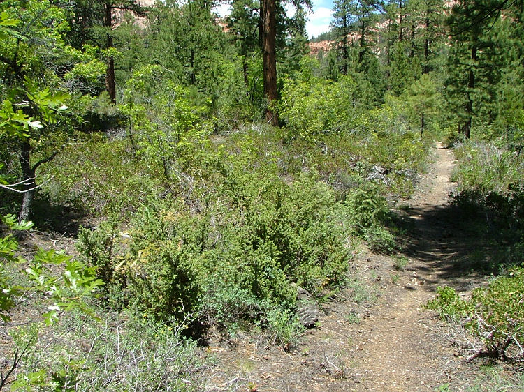Juniperus communis var. depressa Juniperus communis var. depressa