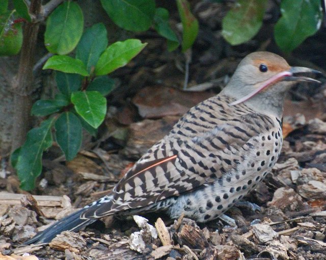 Colaptes auratus Colaptes auratus