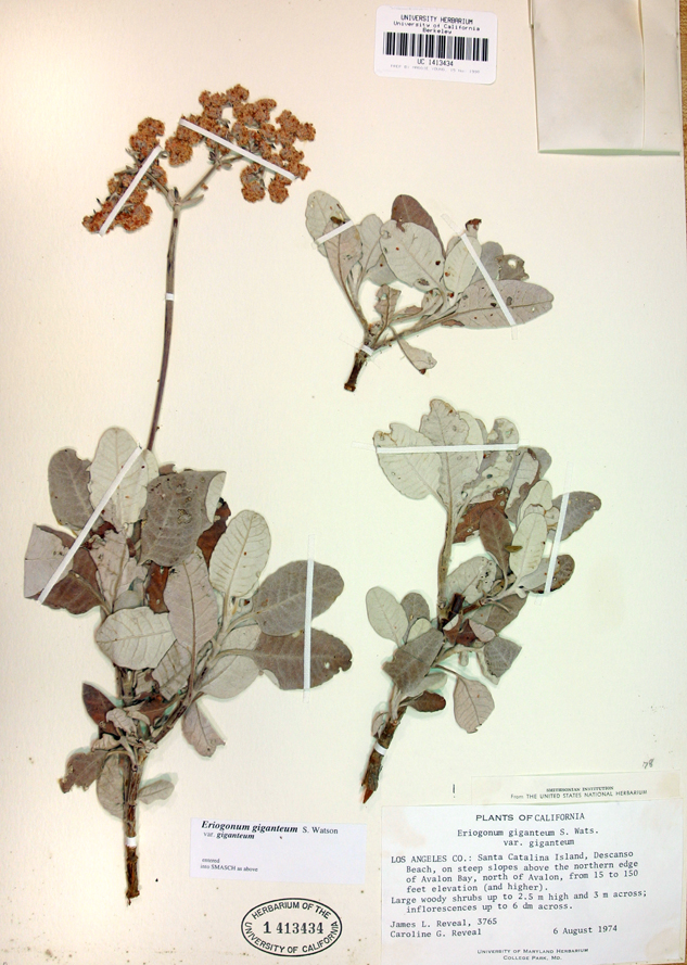 Eriogonum giganteum var. giganteum