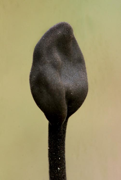 Trichoglossum hirsutum