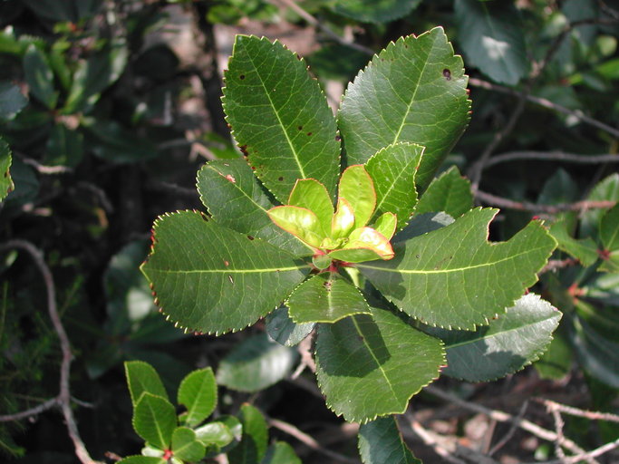Arbutus unedo