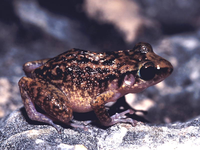 Eleutherodactylus blairhedgesi