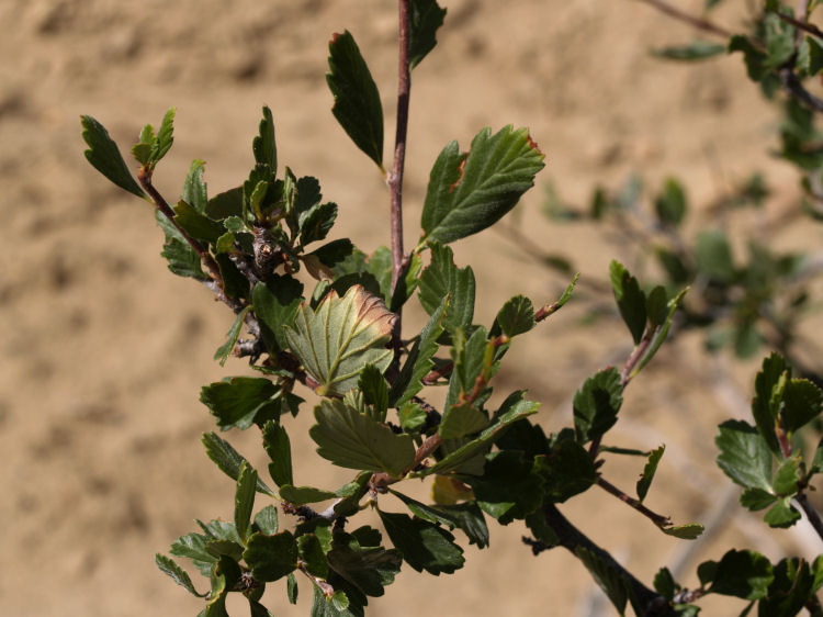 Cercocarpus montanus Cercocarpus montanus