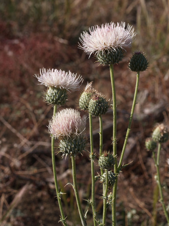 Cirsium undulatum Cirsium undulatum