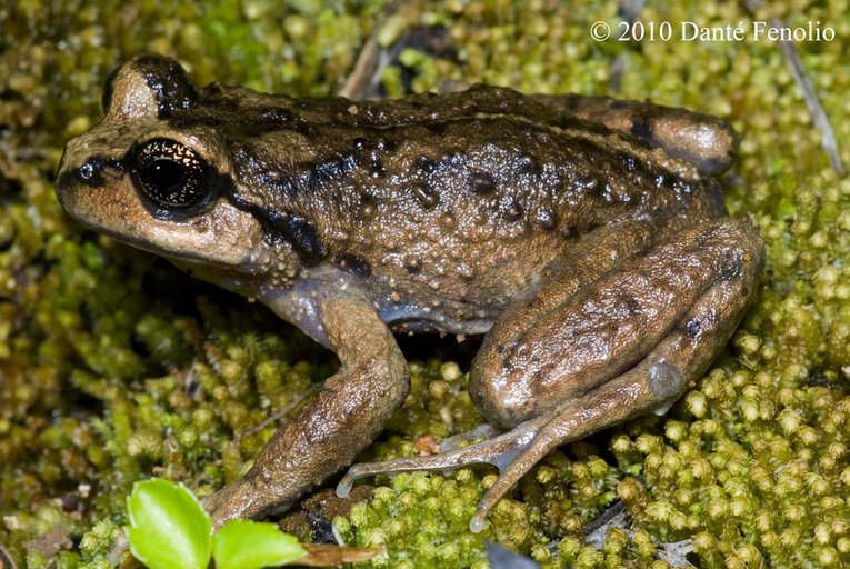 Alsodes igneus Alsodes igneus