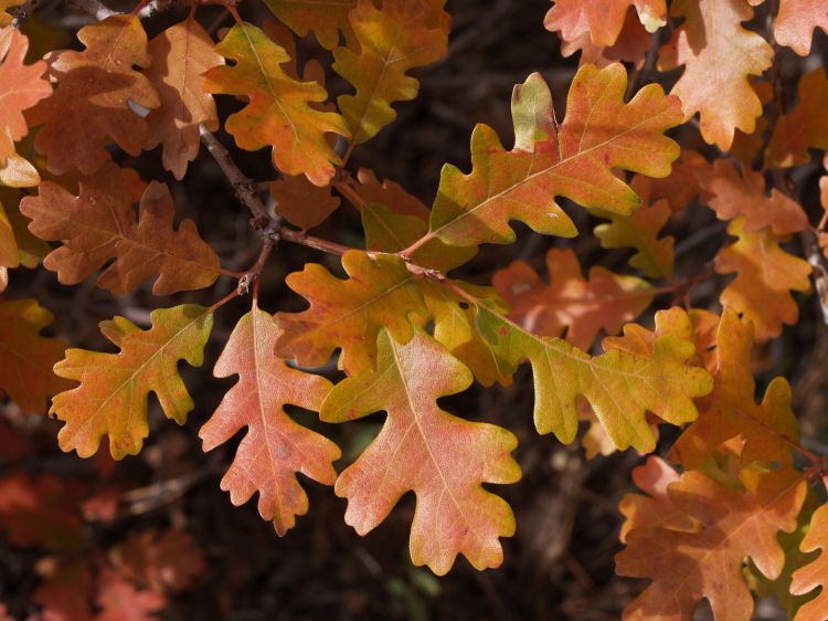 Quercus gambelii
