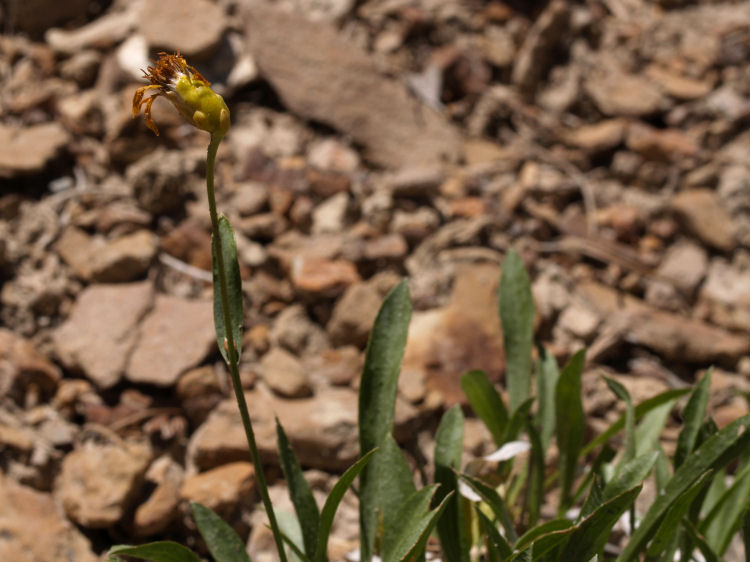 Stenotus armerioides var. armerioides Stenotus armerioides var. armerioides