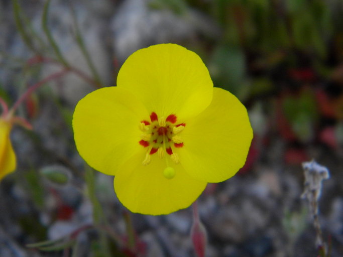 Camissonia campestris ssp. campestris Camissonia campestris ssp. campestris